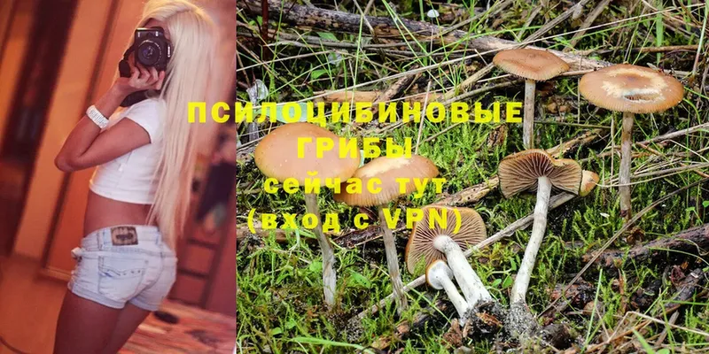 Псилоцибиновые грибы Psilocybine cubensis  Зеленоградск 